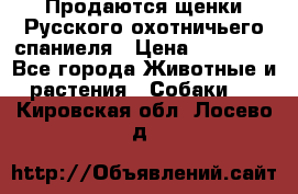 Продаются щенки Русского охотничьего спаниеля › Цена ­ 25 000 - Все города Животные и растения » Собаки   . Кировская обл.,Лосево д.